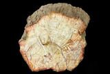 Wide Petrified Wood (Araucaria) Limb - Madagascar #166606-1